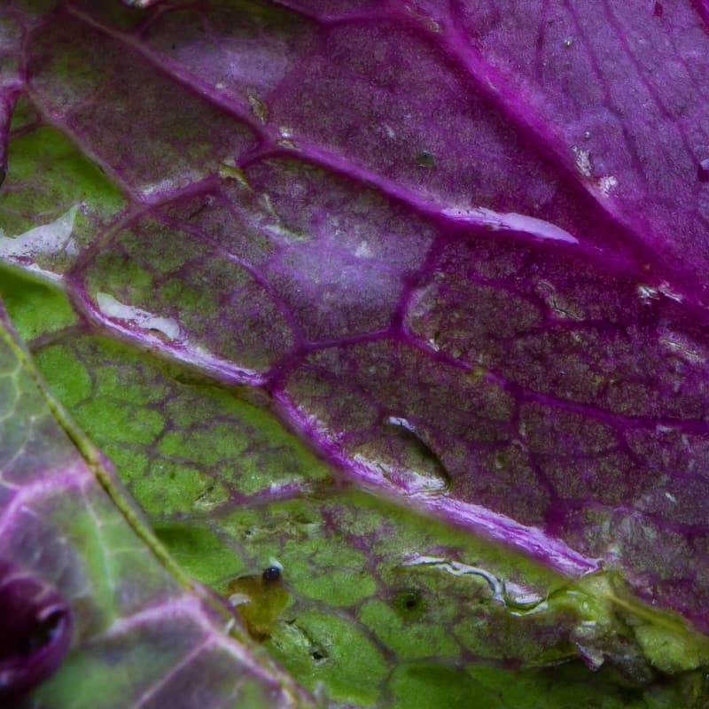 Alimentaire