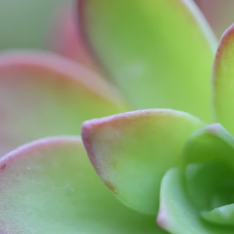 Eaux florales
