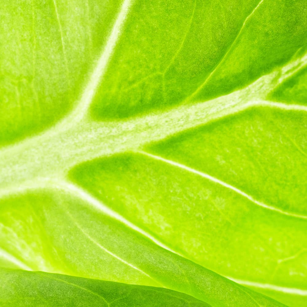 Huiles végétales pour macérations.