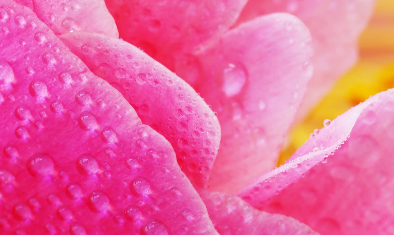 Nos macérâts huileux conventionnels et Bio, plus de 300 références disponibles